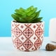 thumbnail image 3 of Suculentos artificiales Mini plantas falsas realistas con macetas de plástico para la decoración para hogar y de realistas de plástico fino Estilo3 Macarena Plantas suculentas falsas, 3 of 7