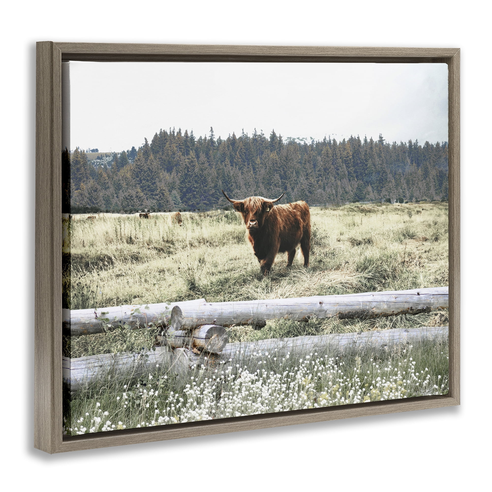 Stupell Industries Cattle Overlooking Fence Animals & Insects Photography Brown Floater Framed Canvas Art Print Wall Art, 31 x 25