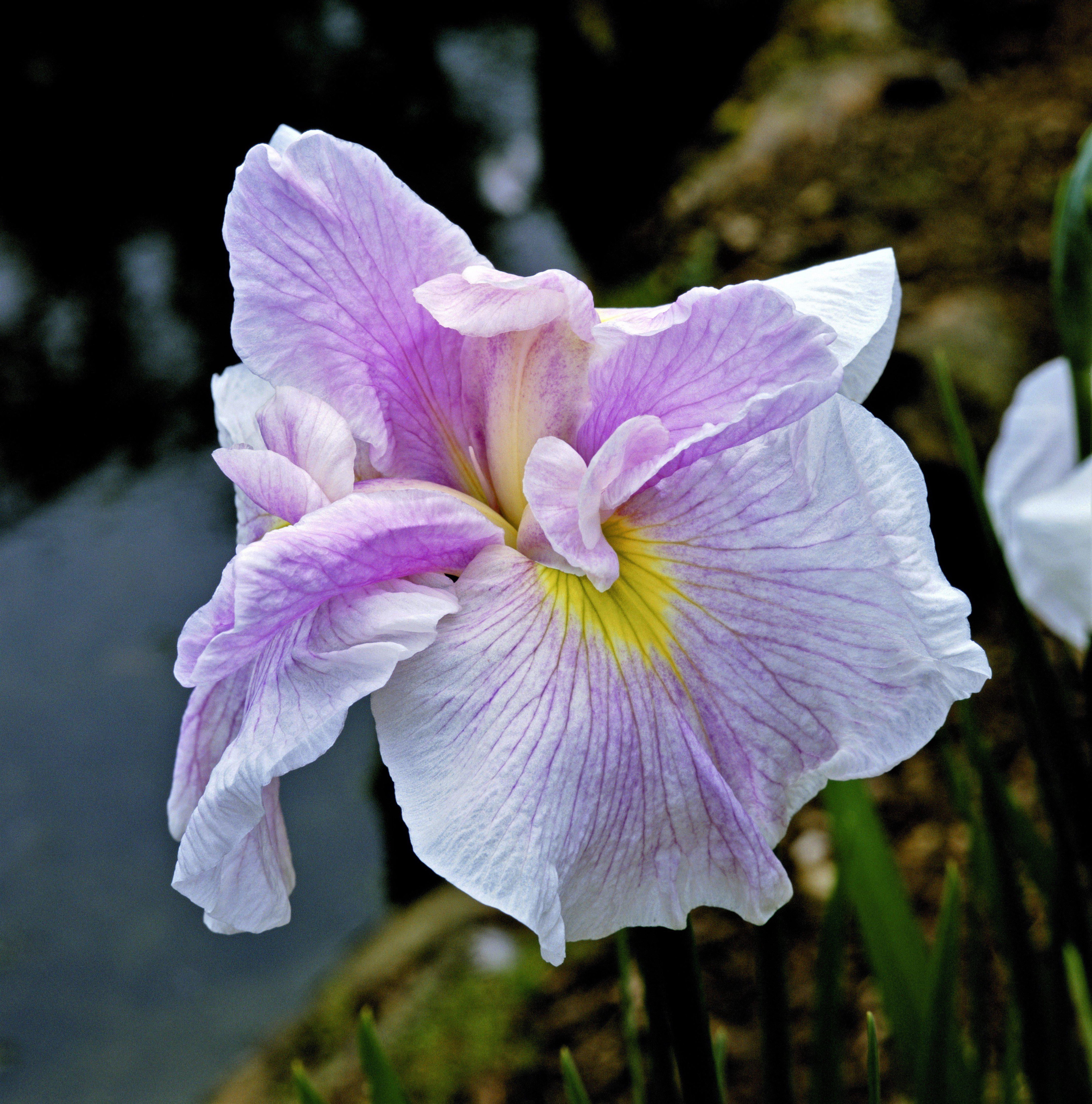 Japanese Iris Pink Lady 1 root rhizome - Spring Pink Flowers in Partial Sun