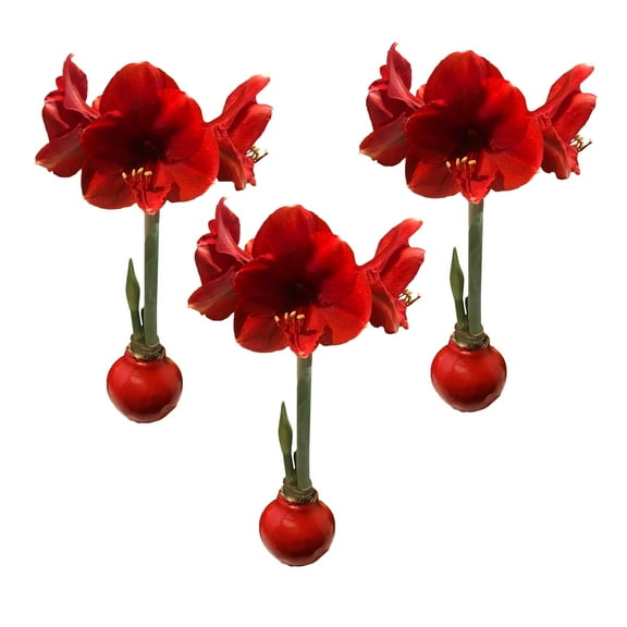 Waxed Amaryllis Bulb Holiday 3 Pack Three Red Waxed Red Lion Amaryllis Bulbs 28/30cm