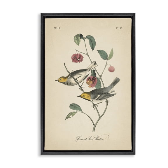 Stupell Industries Victorian Vintage Warbler & Plants Black Floating Frame Canvas Art, 17 x 25, by Wild Apple Portfolio