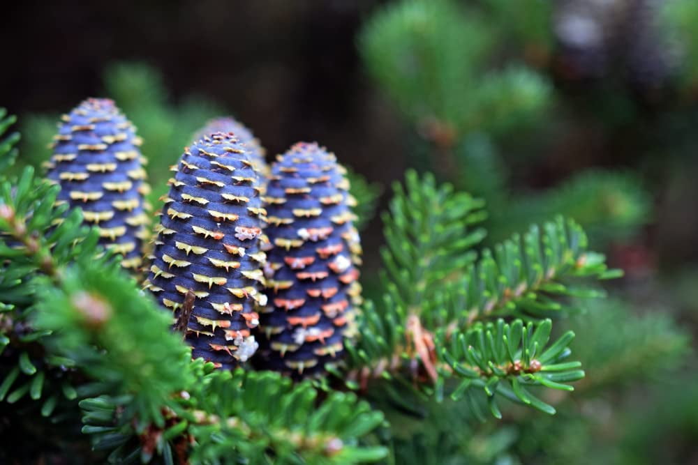 Korean Fir Tree Seeds 30 Seeds Abies koreana has Stunning Blue Cones Ships from Iowa