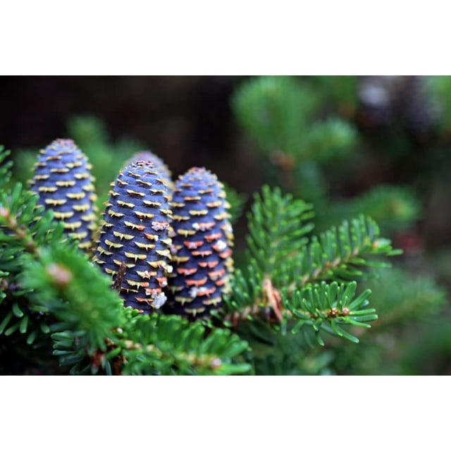 Korean Fir Tree Seeds 30 Seeds Abies koreana has Stunning Blue Cones Ships from Iowa