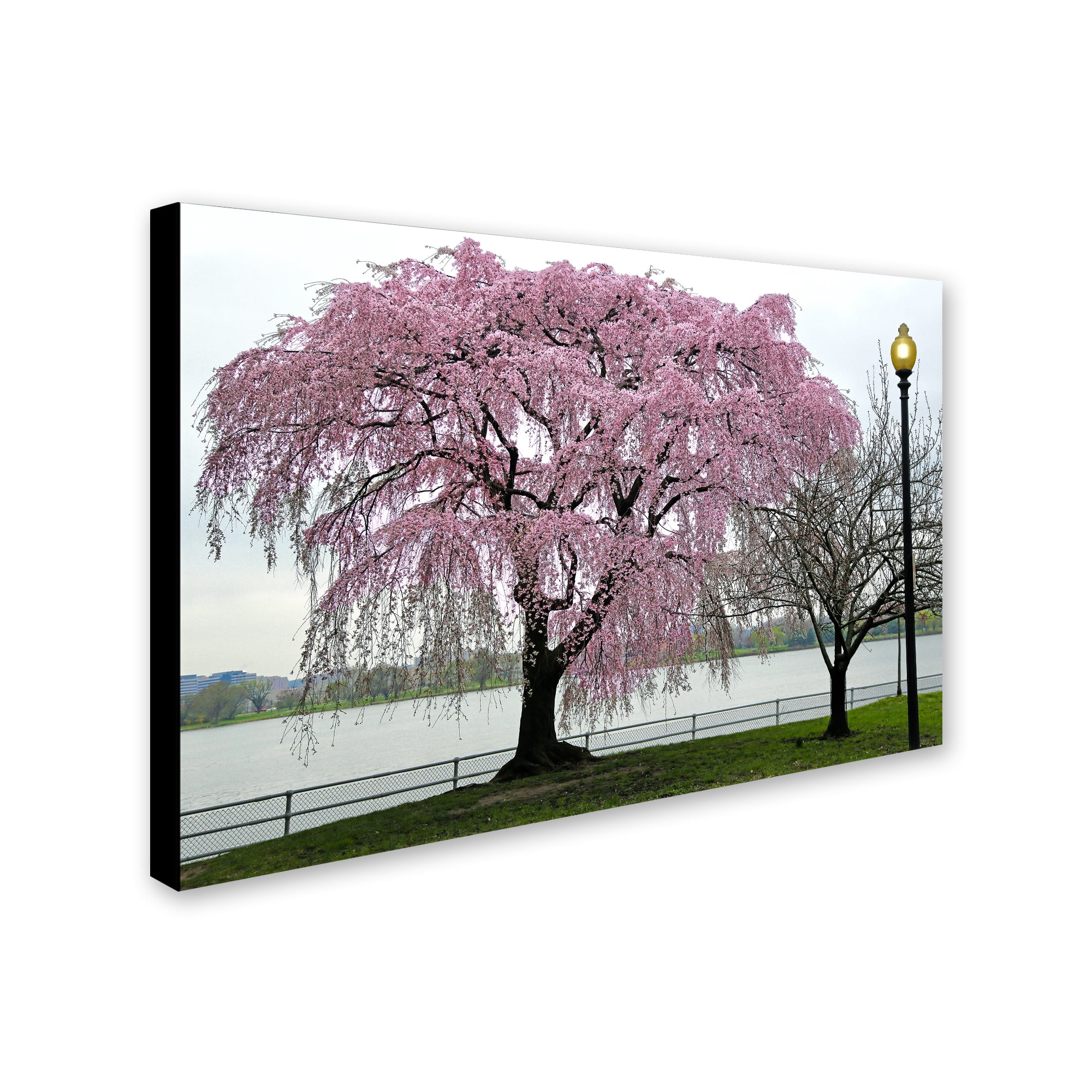 Trademark Fine Art "Cherry Tree" Canvas Art by CATeyes