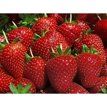 25 Eve Everbearing Strawberry Plants - BEST BERRY! - Bare Root (Best Plant To Gift)