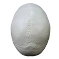 thumbnail image 4 of Modelo de esqueleto de cabeza anatómico humano adulto de tamaño natural Modelo anatómico de cráneo humano, 4 of 5