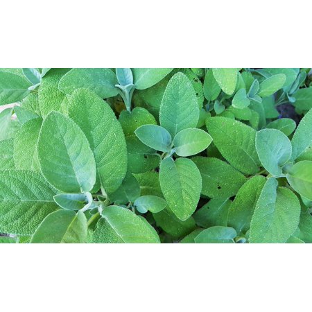 - LAMINATED POSTER Salvia Leaves Sage Shrub Flower Garden Green Poster Print 24 x 36