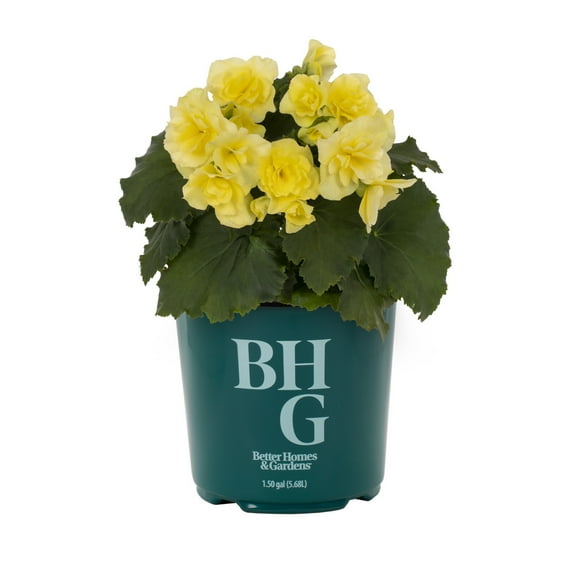 Better Homes & Gardens 1.5gal Yellow Begonia Live Annual Plant Shade