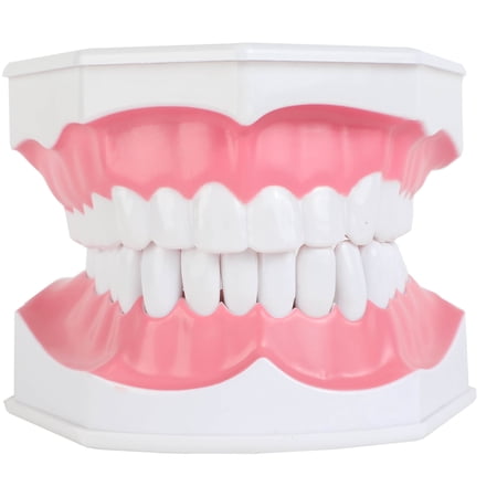 Axis Scientific Enlarged Teeth Care Model - Human anatomy system miniature  demonstration skill  educational model Includes Product Manual  scientific anatomy model  mini figure price history on PriceWatchPro