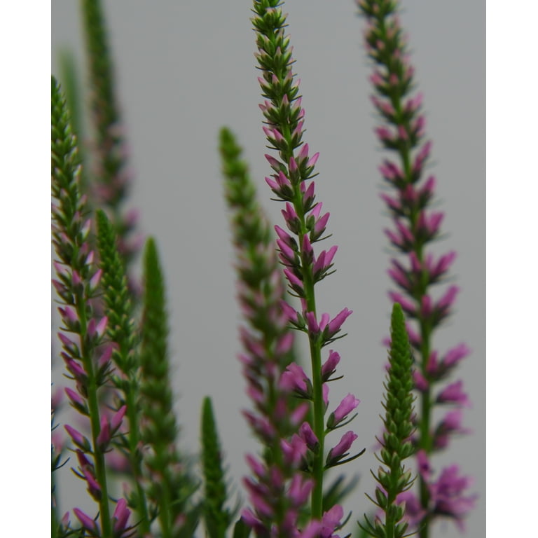 Expert Gardener Outdoor Live Plant Veronica Speedwell Giles Van