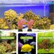 thumbnail image 5 of BESTYASH 10Ud De Acuario Con Plásticas Suaves Y Seguras Color Rosa Para De Peces Betta, 5 of 6