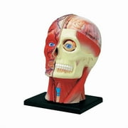 4D Master 4D Human Anatomy - Head Anatomy Model