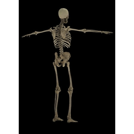 3D rendering of human skeletal system rear view Poster