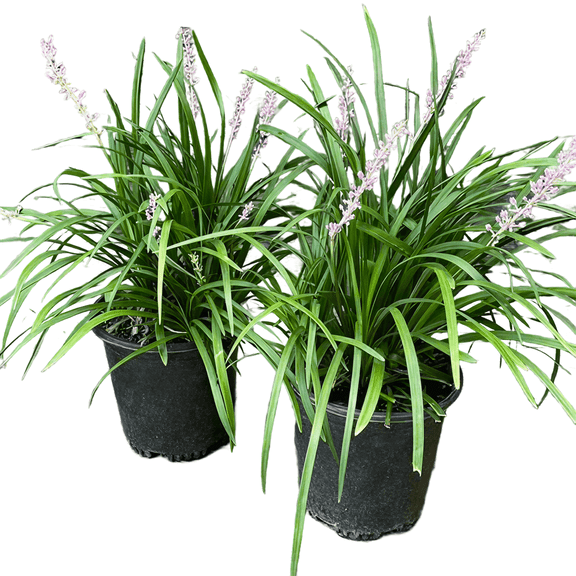 Lavender-Blue Liriope Muscari 'Big Blue' Live Plants, Evergreen