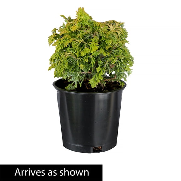 Direct Gardening 3 Gal. Pot, Golden Mop Falsecypress Potted Evergreen Shrub
