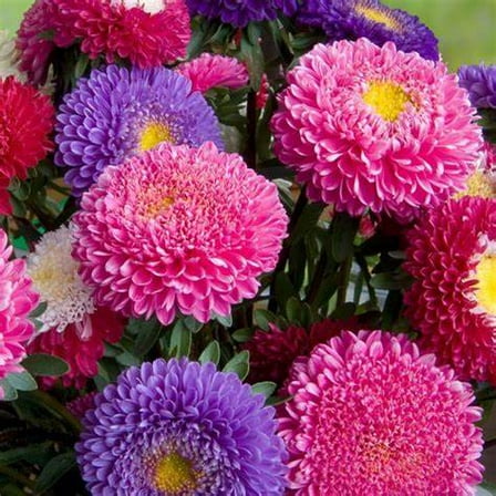 Aster Seed, Powder Puff Mix, 200 Seeds Beautiful Vivid Bright Anuual Blooms