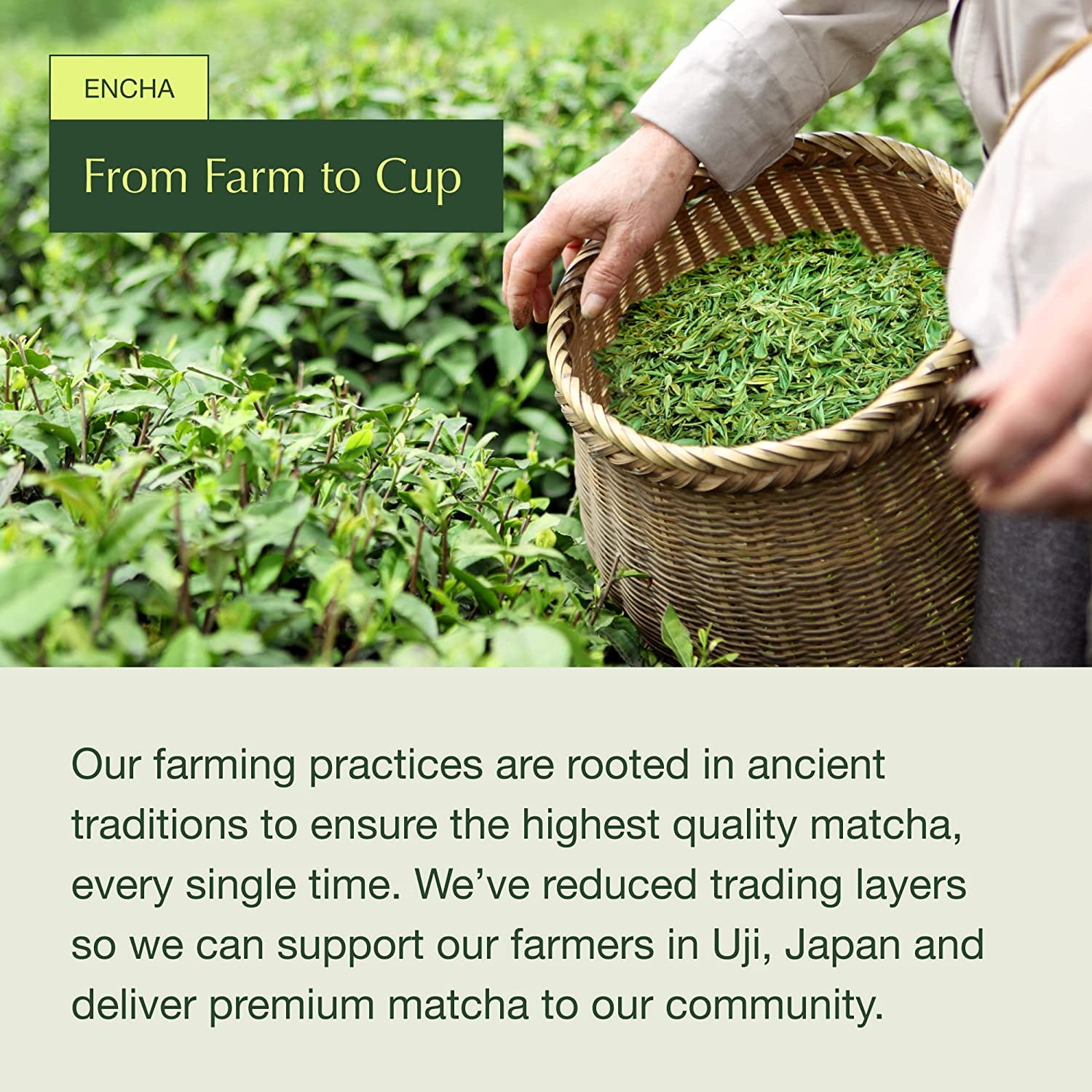 Encha Matcha Green Tea Powder, Organic Ceremonial Grade First Harvest, Uji Japan, 500g, 1.1lb