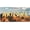 Arizona, variant on Beef License Plate Decorative .Metal Car Plate .Vanity Tag .Aluminum Noverlty License Plate Waterproof Colorfast 12×6 Inch