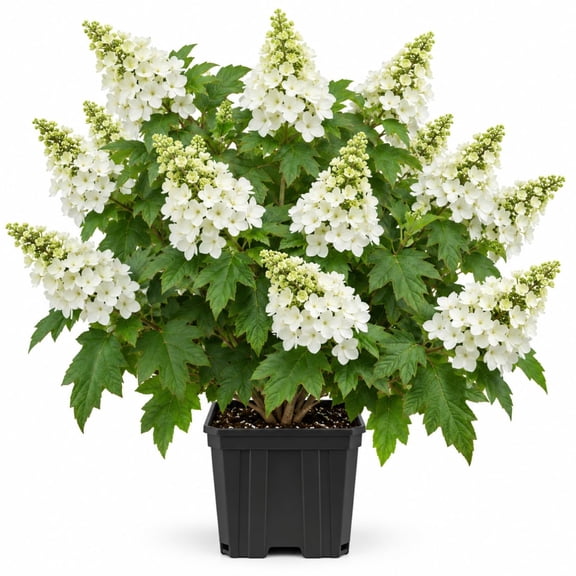 Oakleaf Hydrangea Live Plants - Set of 2, 6-10 In, Partial Shade, Starter Plants