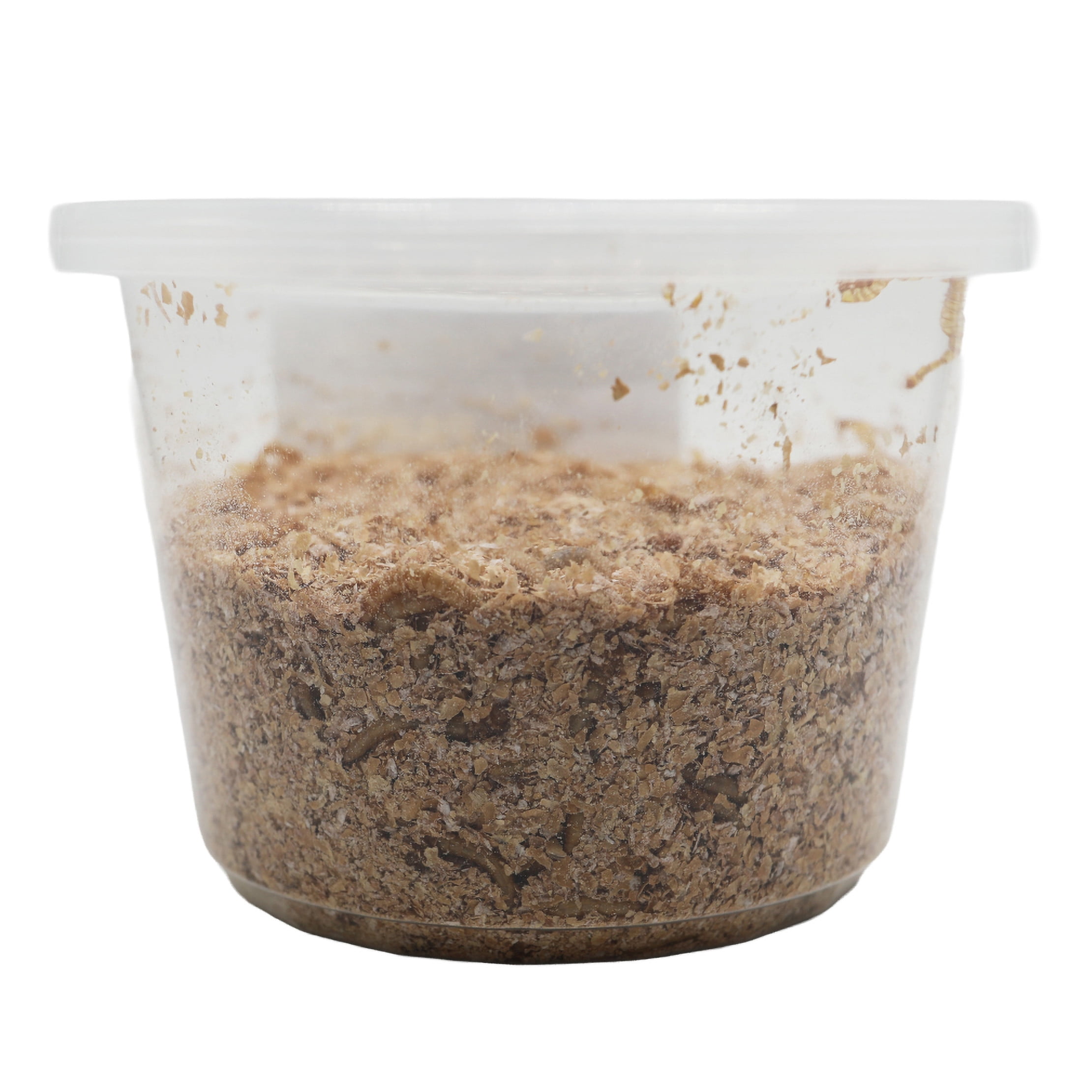 ReptiCulture Mealworm 500 ct
