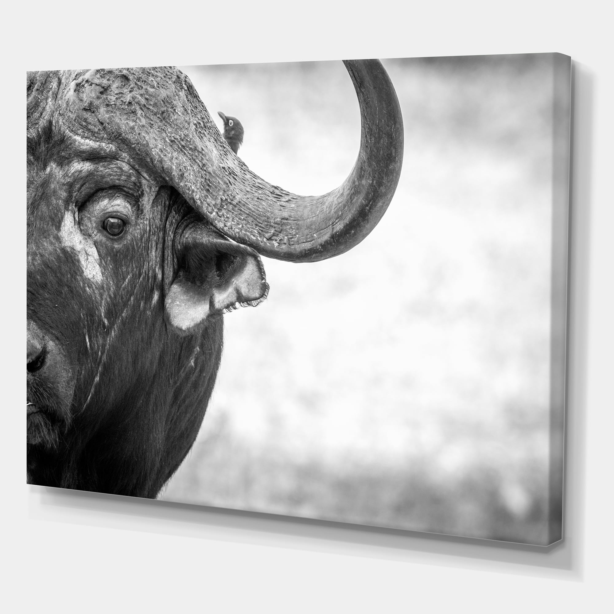 Designart ' Black and White Portrait Of Buffalo III ' Farmhouse Canvas Wall Art Print