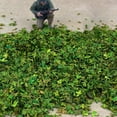 thumbnail image 3 of Miniature Leaf Diorama for Model Railroad Micro Landscape Architecture Model , Green 56ml green, 3 of 8