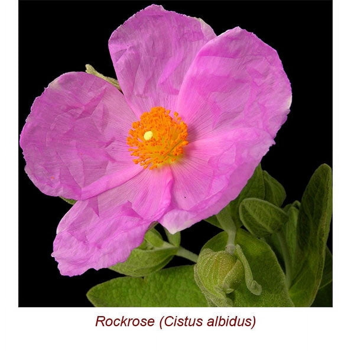 Cistus Wild Crafted Essential Oil 1 fl oz (30 ml) - 100% Pure and Natural by Silky Scents