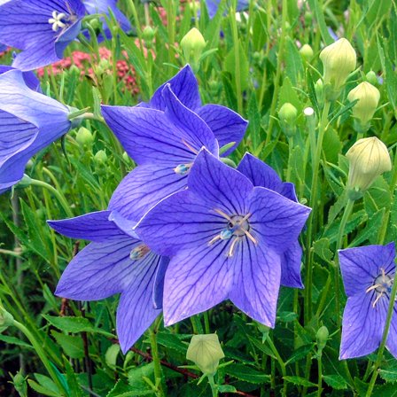 Fuji Blue Flowering Balloon Flower Dormant Bare Root Perennial Plant, 1-Pack