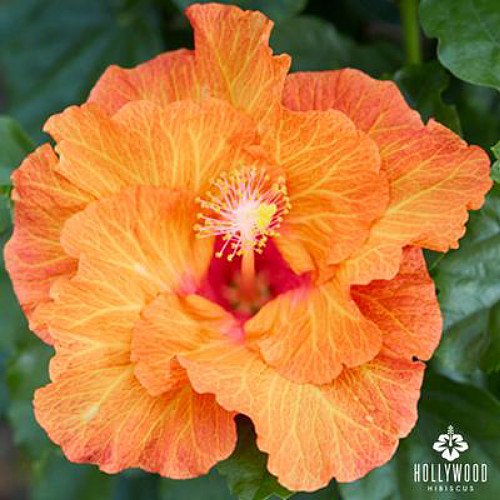 Best Friend Hollywood Hibiscus Plant 3" Pot Indoors or Out