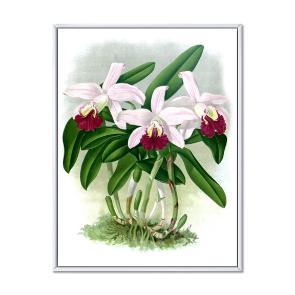 Designart 'White Vintage Orchid Flower I' Traditional Framed Canvas Wall Art Print