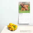 thumbnail image 5 of Rhodesian Ridgebacks | 2025 12x24" (Hanging) Square Wall Calendar | BrownTrout, 5 of 9