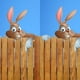 thumbnail image 1 of Señal De Inserción De Conejito De Valla Valla divertida arte lindo peeping conejo vallas insertar signos jardines decoración (D) Ndcxsfigh Libre de BPA, 1 of 6