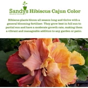 Sandys Nursery Online Hibiscus Cajun Color Bienvenue