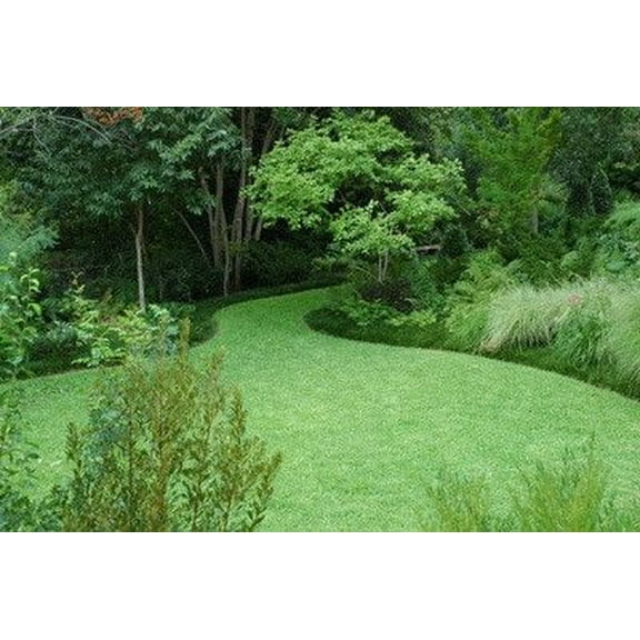 SeedRanch Kentucky 31 Tall Fescue Grass Seed - 5 Lbs.