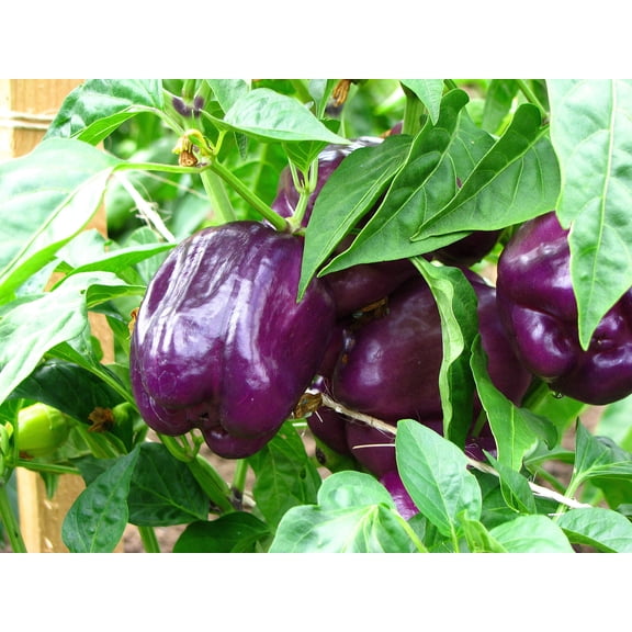 75 Seeds PURPLE BEAUTY PEPPER ( Sweet Mild Bell ) Capsicum Annuum Vegetable Seeds