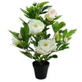 thumbnail image 2 of Northlight 17.25" Blooming Peony Flower Artificial Potted Plant - Green/White, 2 of 2
