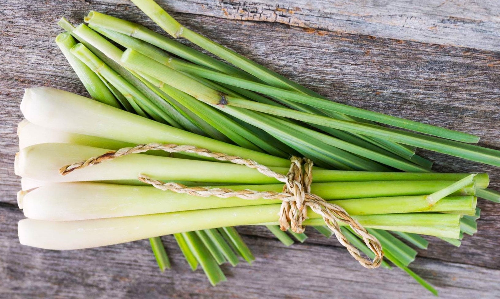 TomorrowSeeds West Indian Lemongrass Seeds 1500 Count Packet 4402124f 8f2a 429a 98a8 C3dc7e93c21e.69f5b146bb77bad571015883741749f8