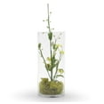 thumbnail image 4 of Jarrón WGV cilíndrico de cristal de 30 cm de altura y 15 cm de diámetro, transparente, 4 of 7