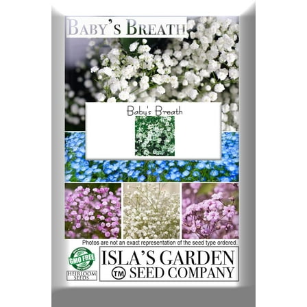 Baby's Breath Flowers, 2000 Heirloom Flower Seeds Per Packet, Non GMO Seeds, Isla's Garden Seeds
