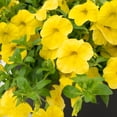 thumbnail image 4 of Better Homes & Gardens 1.5 Pint Calibrachoa Multicolor White & Yellow Outdoor Live Plants, 4 of 8