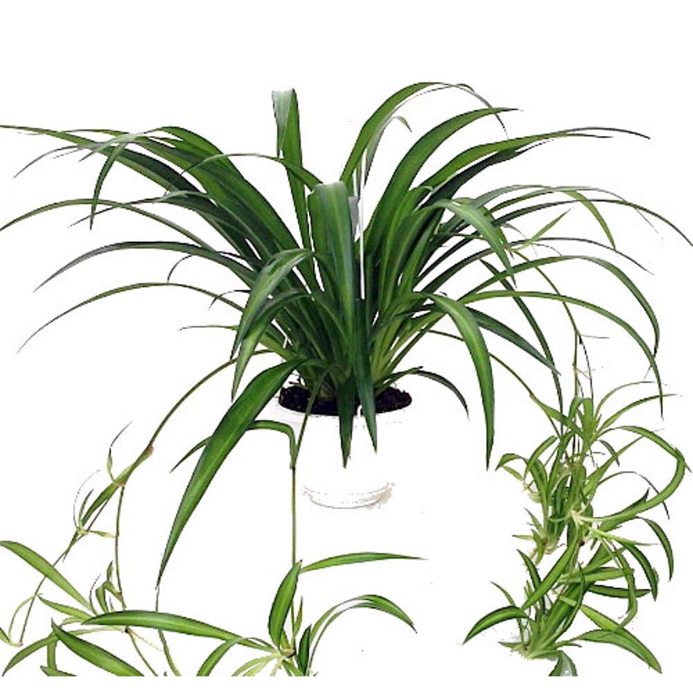 Hawaiian Spider Plant Easy to Grow Cleans the Air 6