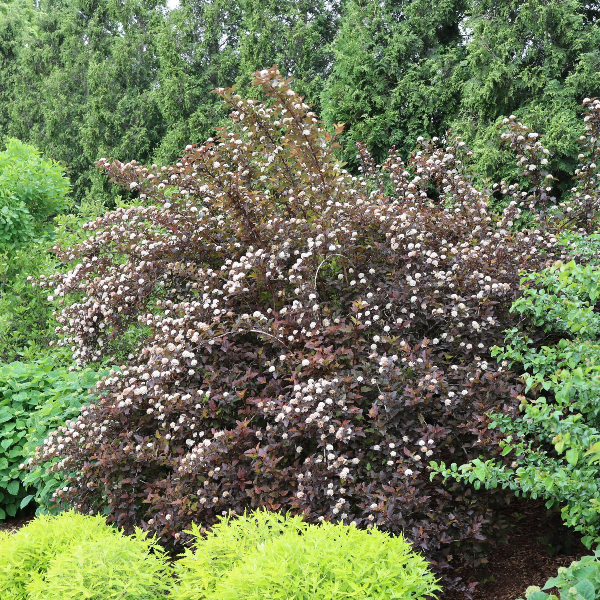 Proven Winners ColorChoice 5" White Ginger Wine Ninebark Live Plant in 4.5" Pot (4 Count)