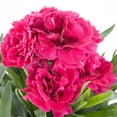 thumbnail image 3 of Better Homes and Gardens Outdoor Live Plant Dianthus Carnation Oscar Cherry Velvet Red 1QT, Full Sun, 3 of 8
