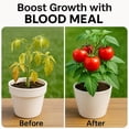 thumbnail image 4 of ⭐ 𝐁𝐄𝐒𝐓𝐒𝐄𝐋𝐋𝐄𝐑 Organic Blood Meal Fertilizer by Gardenera Labs - 12-0-0 NPK - All-Natural Plant Food Source of Nitrogen for Organic Gardening, Flowers, Vegetables, Trees & Shrubs - 5 QUARTS, 4 of 9