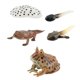 thumbnail image 2 of Figuras de animales Juguete Hugo Aprendizaje Prop Ranas Modelo de crecimiento, 2 of 10