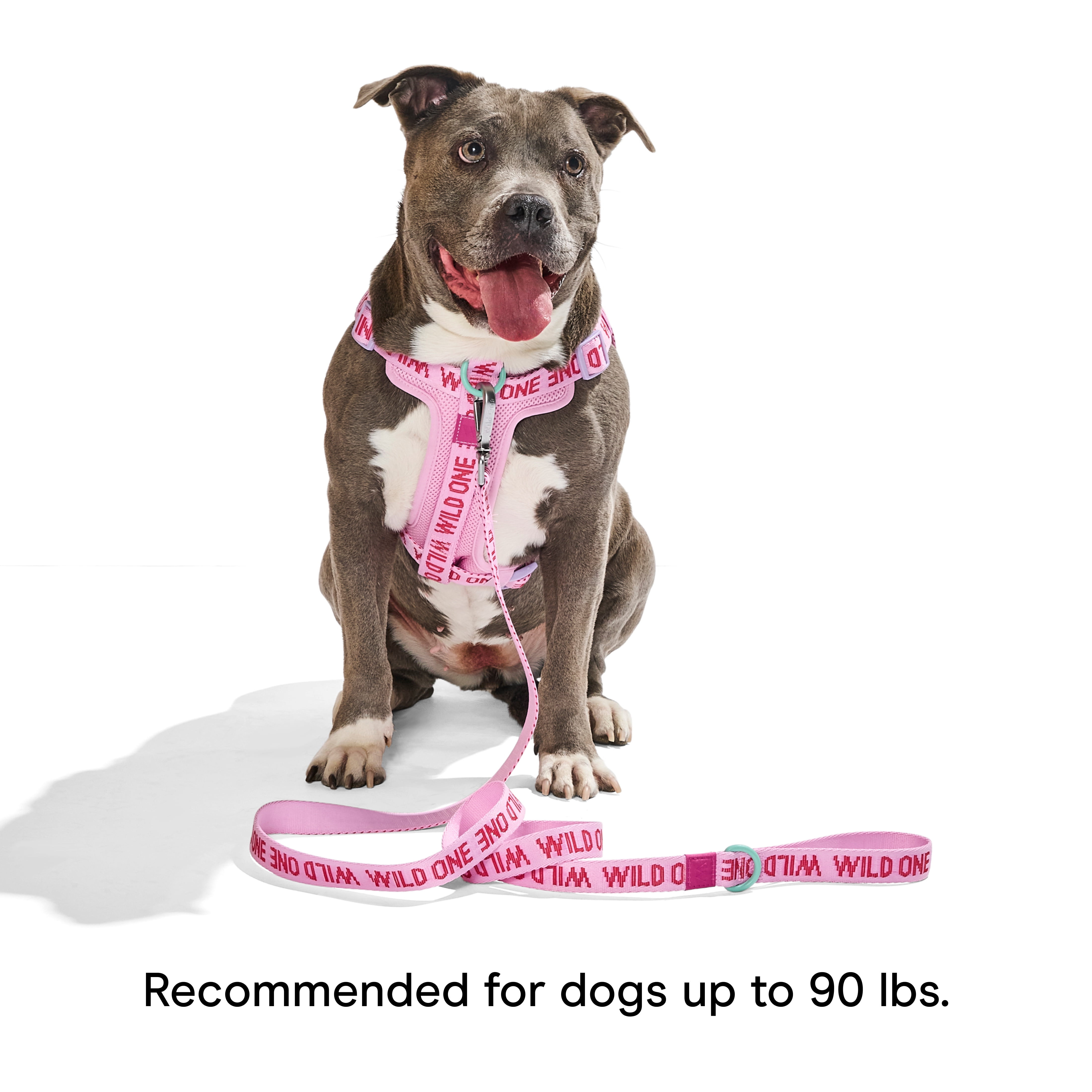 Wild One 6ft Heavy Duty Lightweight Nylon Dog Leash, Bubblegum Pink Colorblock