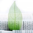 thumbnail image 3 of veasfak 4- 50Pcs Natural Catbrier Skeleton Leaf Leaves Card Scrapbook - Green 4 Pcs, 3 of 9