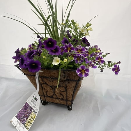 2G Proven Winner Multicolor Coco Urn w/Spike (1 pack) Grower pot