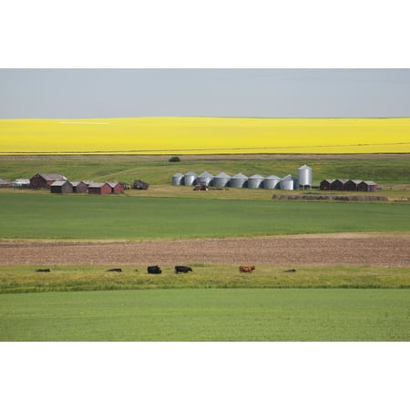 Farm Yard With Grain Bins Set Into Fields Of Green Wheat Pasture With Cattle And Open Soil With Flowering Canola On The Hillside In The Distance And Blue Sky Alberta Canada Canvas Art - Michael