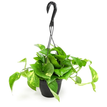 Expert Gardener Live Plant Assorted Foliage in 6in Hanging Basket Pot